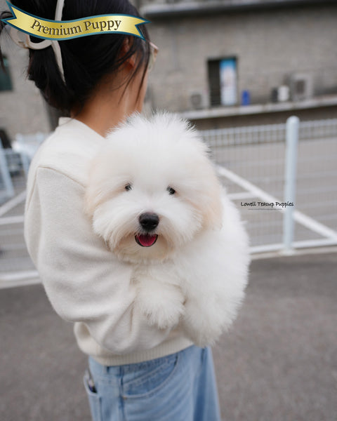 Mini Coton de Tulear Male [Dubu]