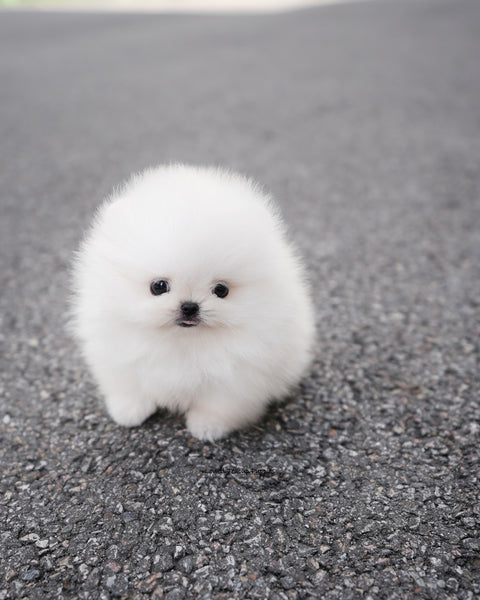 Teacup Pomeranian Male [Lolly]