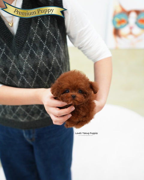 Teacup Poodle Male [Jerry]