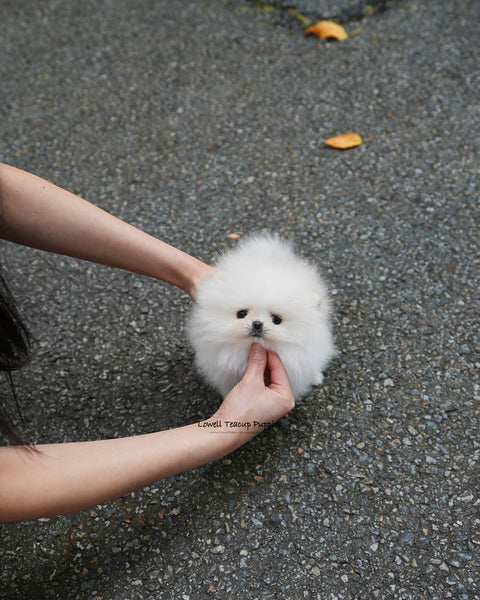Teacup Pomeranian Female [Nora]