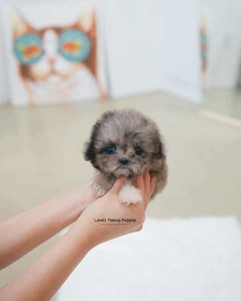 Teacup Maltipoo Female [Marine]