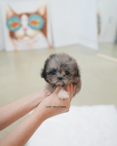 Teacup Maltipoo Female [Marine]
