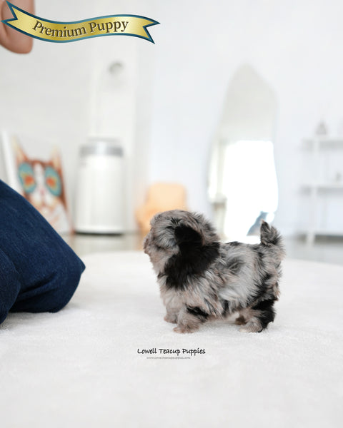 Teacup Maltipoo Female [Aurora]