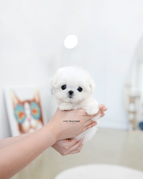 Teacup Maltese Female [Tiki]