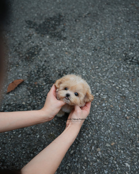 Teacup Maltipoo Male [Paco]