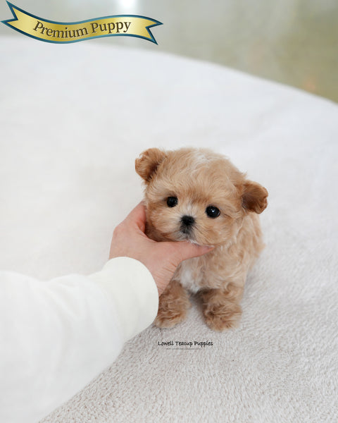Teacup Maltipoo Male [Manon]
