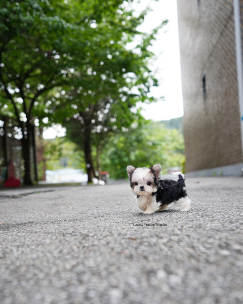 Teacup Morkie Female [Prada]