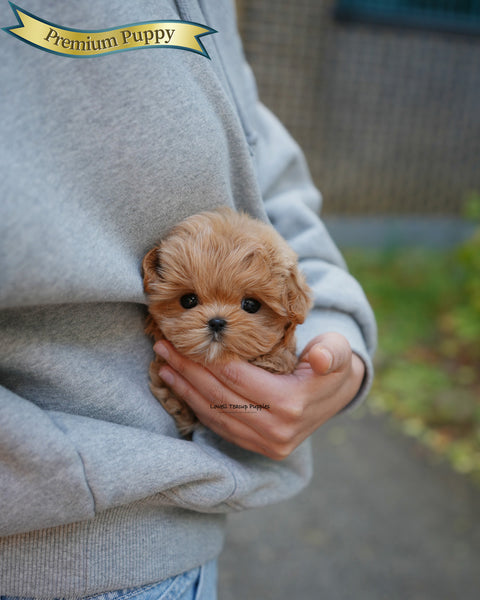 Teacup Maltipoo Female [Mila]