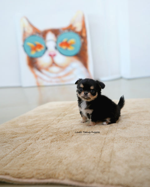 Teacup long hair Chihuahua Female [Dotty]