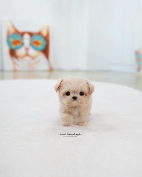 Teacup Maltipoo Male [Eden]
