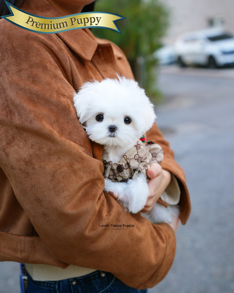 Teacup Maltese Female [Hana]