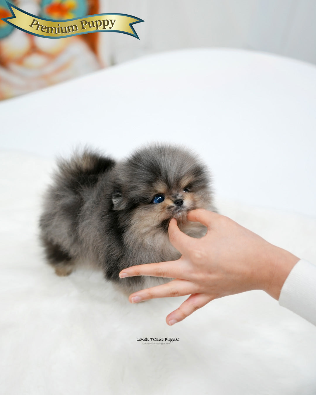 Teacup Pomeranian Male [Moon]