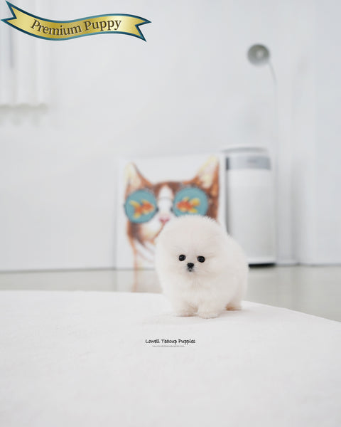 Teacup Pomeranian Female [Kiara]