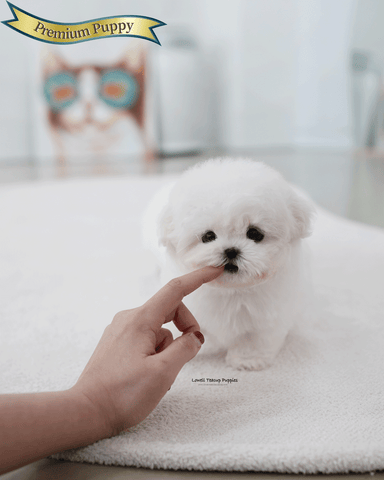 Teacup Bichon Frise Female [May]