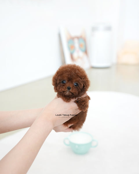 Teacup Poodle Male [Bree]