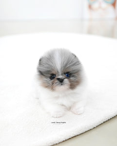 Teacup Pomeranian Male [Lior]