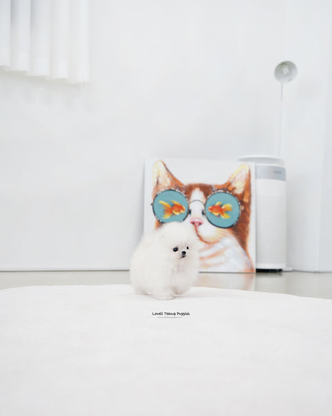 Teacup Pomeranian Female [Damie]