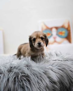 Teacup Dachshund Male [Isaac]