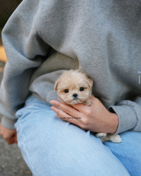 Teacup Maltipoo Female [Cleo]