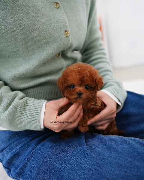 Teacup Maltipoo Male [Jovi]