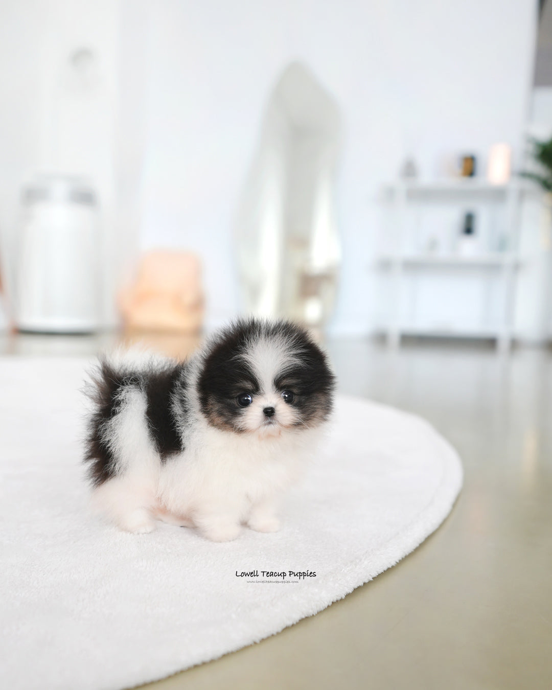 Teacup Pomeranian Female [Sage]
