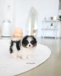 Teacup Pomeranian Female [Sage]