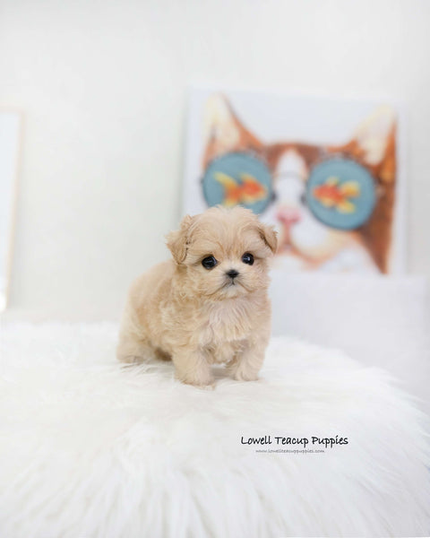 Teacup Maltipoo Male [Romio]