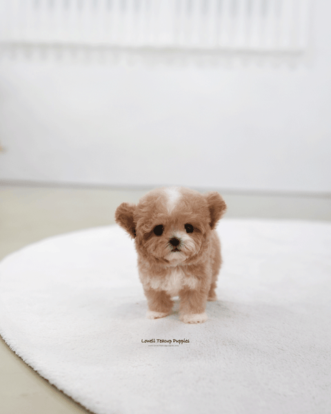 Teacup Poodle Male [Tory]