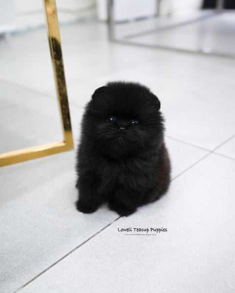 Teacup Pomeranian Female [Margo]