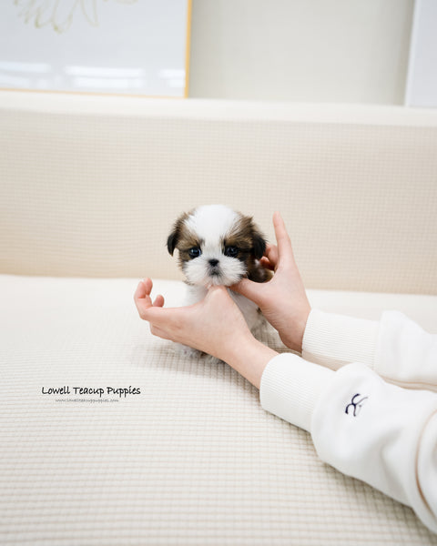 Teacup Shih tzu Female [Heidi]