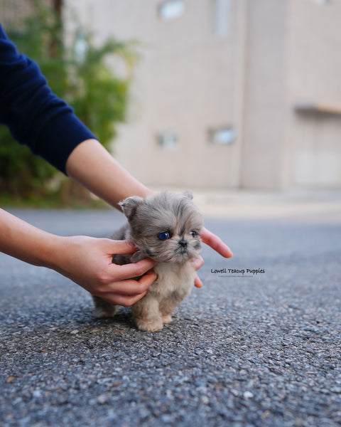 Teacup Maltipoo Male [Pip]