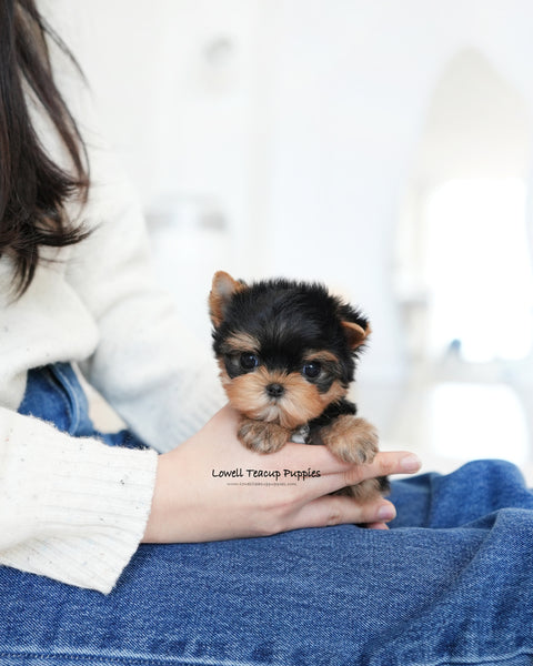 Teacup Yorkie Male [Benji]
