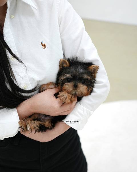 Teacup Yorkie Male [Bebe]