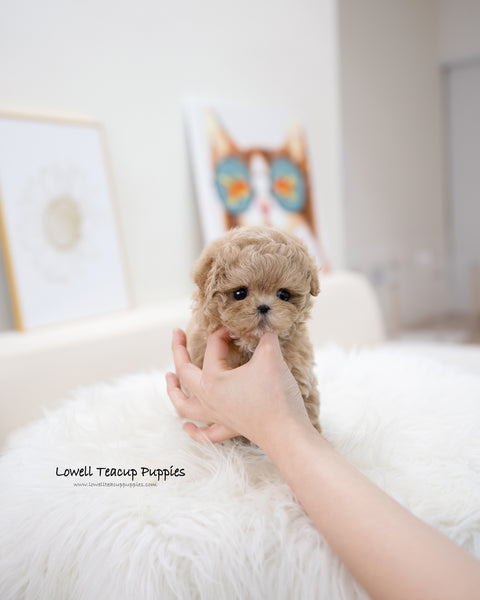 Teacup Maltipoo Female [Muffin]