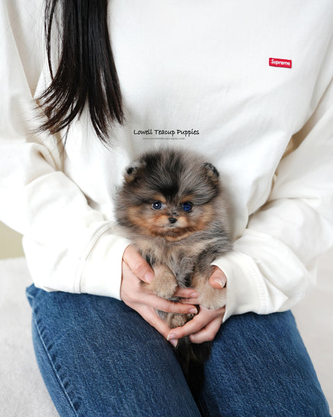 Teacup Pomeranian Male [Kai]