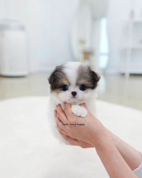 Teacup Maltipom Female [Puff]