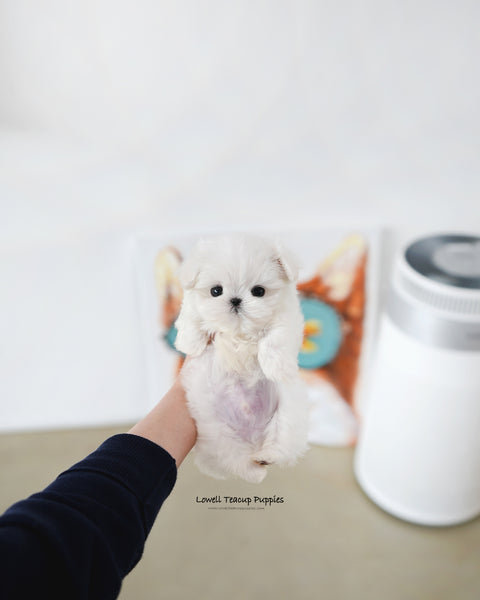 Teacup Maltese Male [Rui]