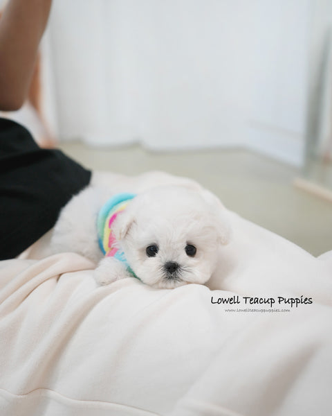 Teacup Bichon Frise Male [Buddy]
