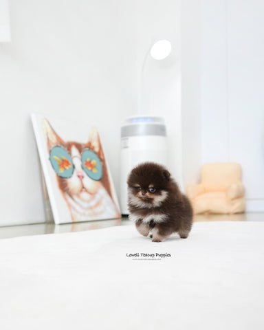 Teacup Pomeranian Male [Gigi]