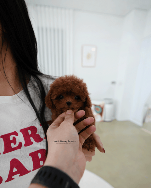 Teacup Poodle Male [Pony]