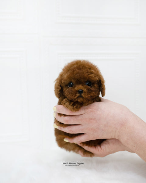 Teacup Poodle Female [Remi]