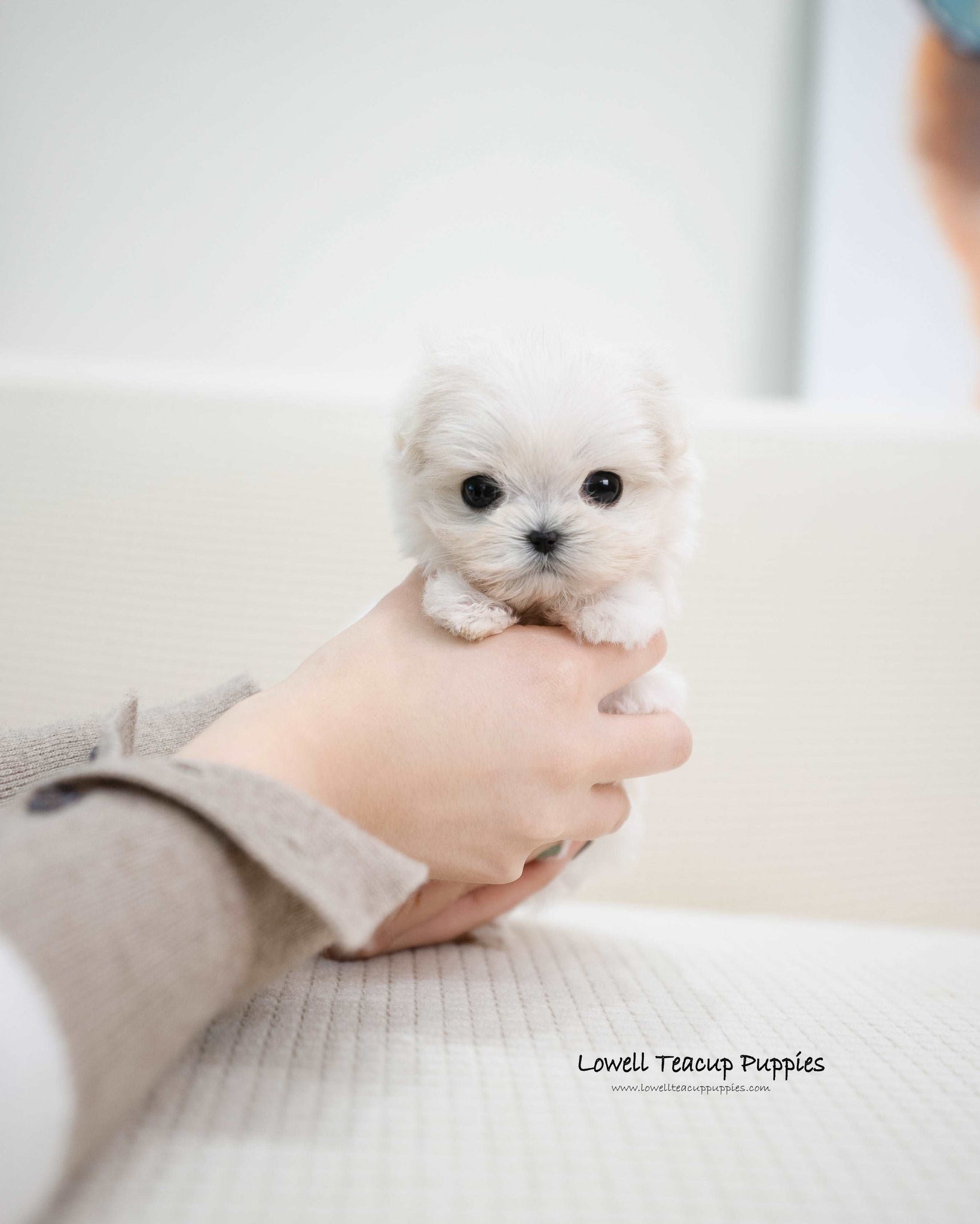 Teacup Maltipoo Female [Miu]