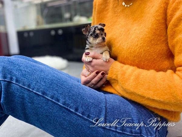Teacup Chihuahua Male [Aventador] - Lowell Teacup Puppies inc