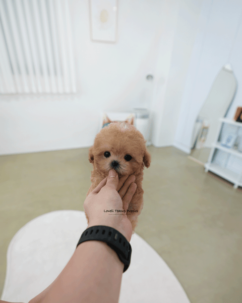 Teacup Maltipoo Male [Holly]