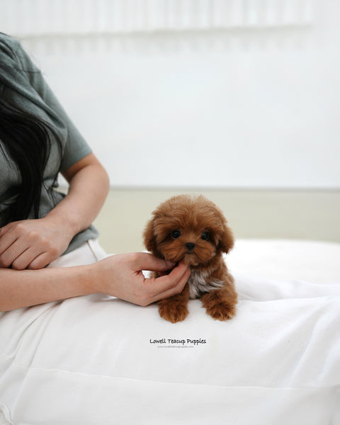 Teacup Maltipoo Male [Lenny]