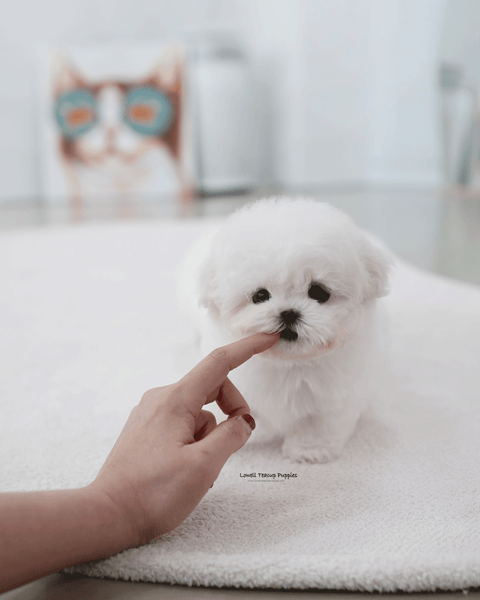 Teacup Bichon Frise Female [May]