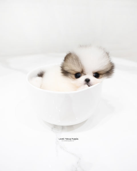Teacup Pomeranian Male [Fubao]