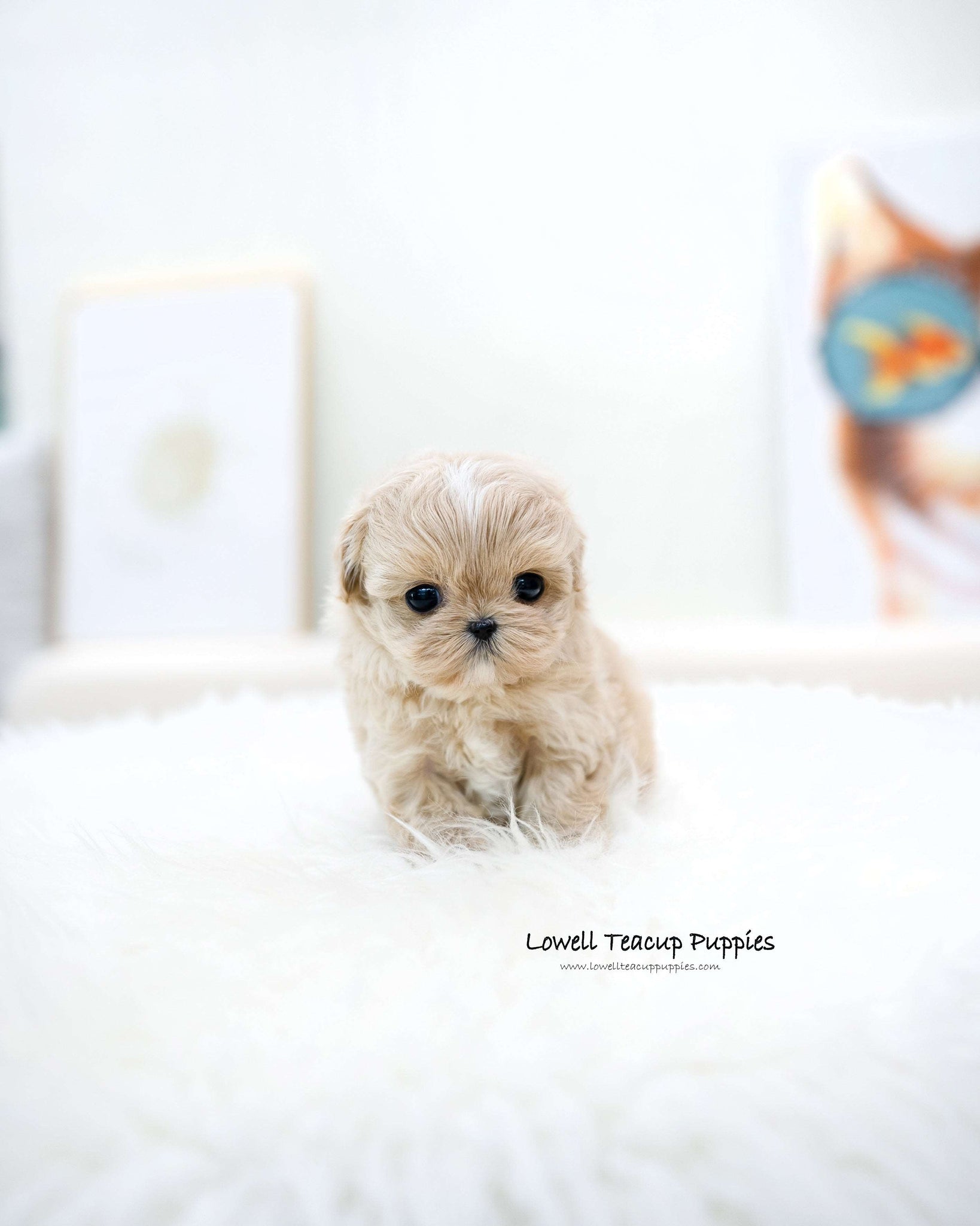 Teacup Maltipoo Male [Ronnie]