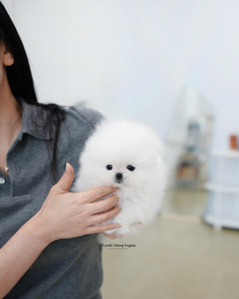 Teacup Pomeranian Male [Buster]