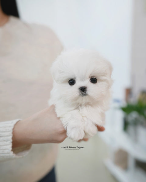 Teacup Maltese Male [Buzz]